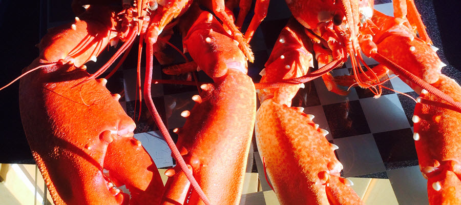 Ground floor terrace